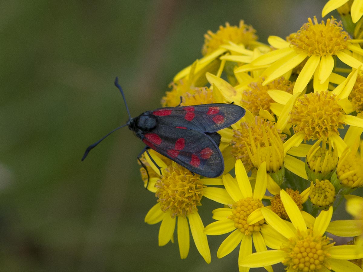 Zygaena filipendulae